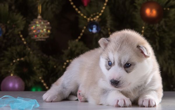 koira,kuusi,Siperianhusky,pentu,husky,nisäkäs