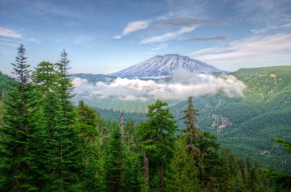 des arbres, paysage, forêt, Montagnes, colline, Lac