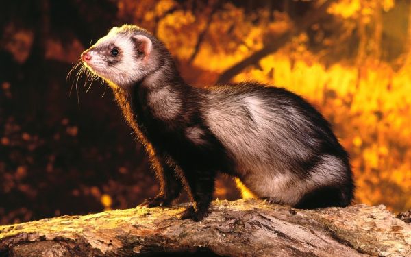 dyreliv,kinnskjegg,Mongoose,natur,Weasel,ilder