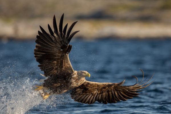 Adler,Tiere,Vögel,Wasser