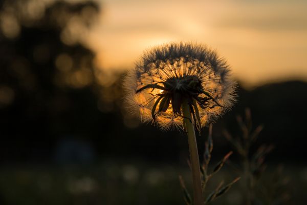 Blume,Blomma,Licht,Löwenzahn,Maskros,Ljus