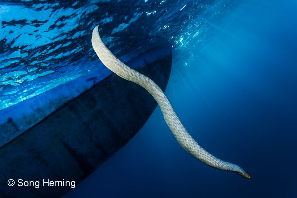 barco, mar, agua, pescado, azul, serpiente