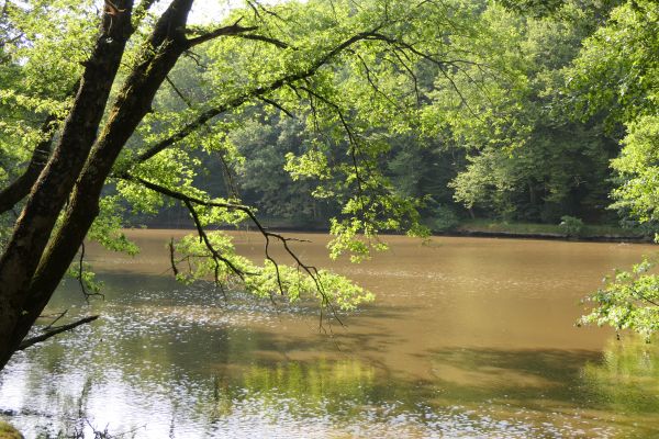 stromy,dřevo,rybník,jezero