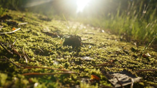 natura,macro,blurry background,sfocato,luce del sole,terra