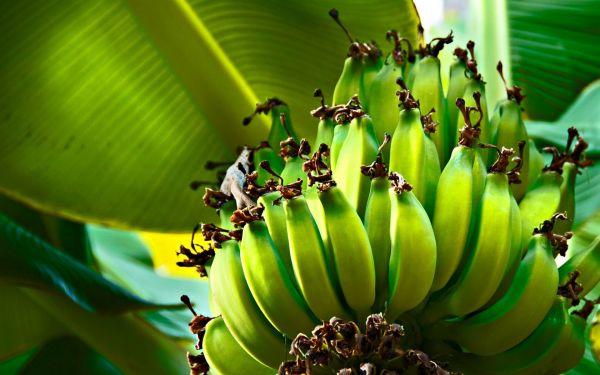 frutas,naturaleza,1920x1200 px,bananas,racimo