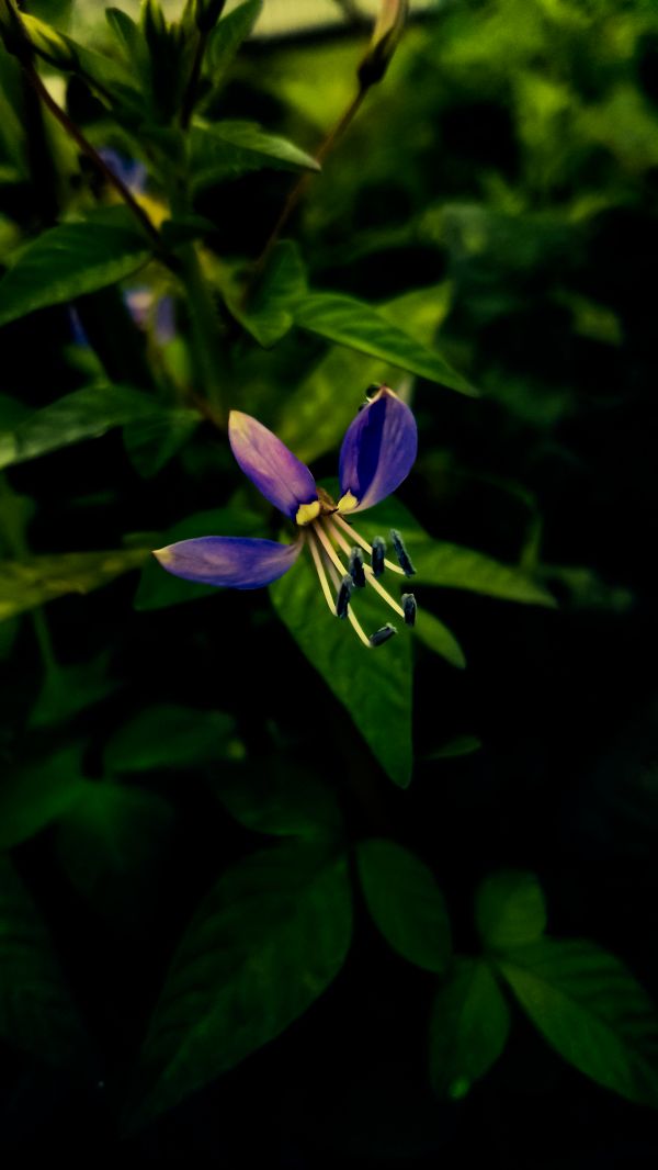 花,厂,花瓣,terrestrial plant,草本植物,开花植物