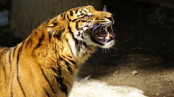 snö,tiger,vilda djur och växter,tänder,stora katter,Zoo