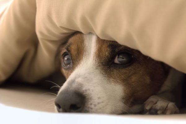 Jackie,bed,dog,nose,whiskers,eye