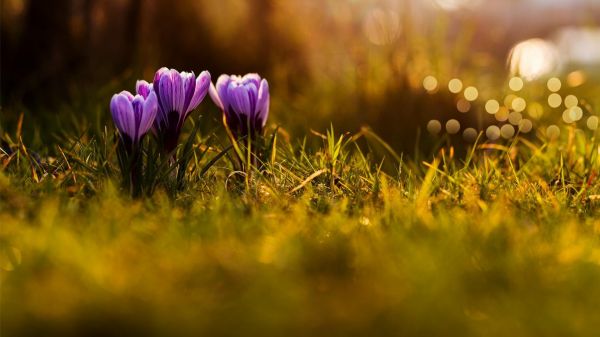 sollys, blomster, natur, græs, fotografering, Mark