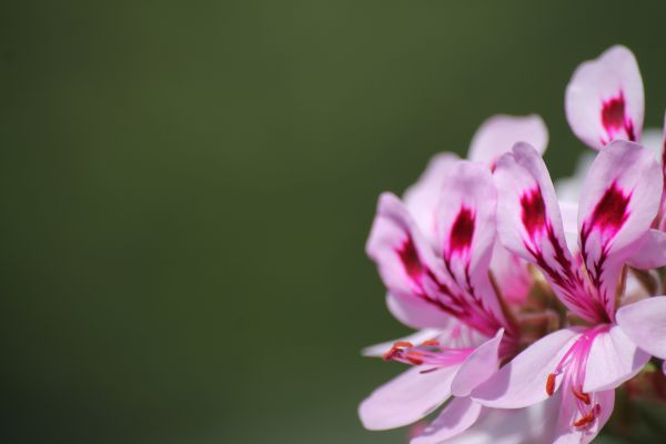 性质, 树叶, 白色, 花园, 草, 公园