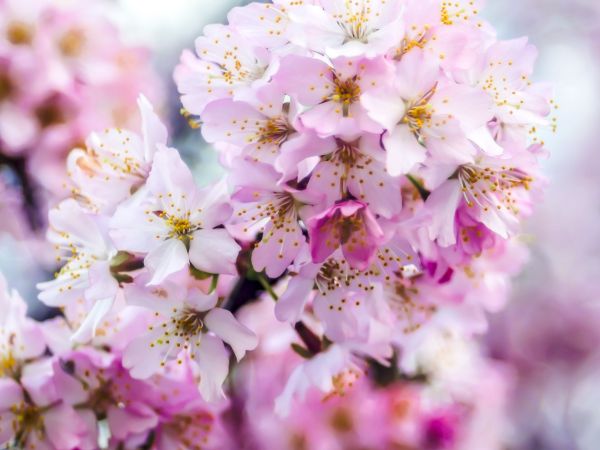 bunga, berwarna merah muda, musim semi, Flora, mekar, bunga sakura