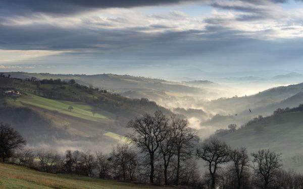 slunečnímu záření, krajina, les, kopec, Příroda, stromy