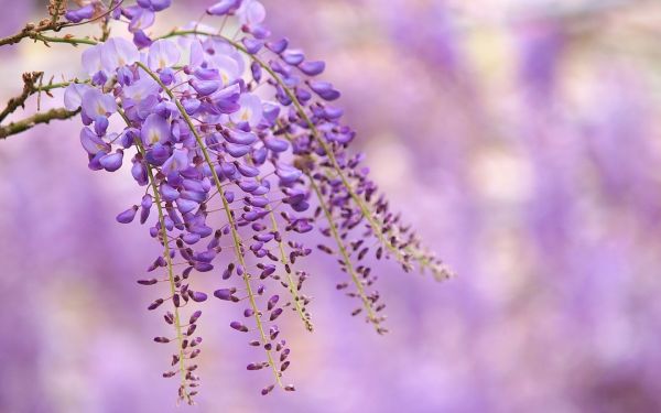 skärpedjup, blommor, natur, gren, växter, lila