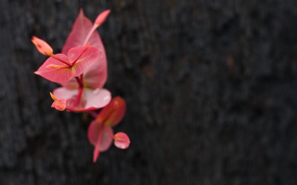 fiori,natura,fotografia,macro,rosso,rosa