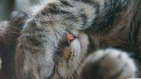 kucing, sedang tidur, hidung, cambang, bulu, bersembunyi