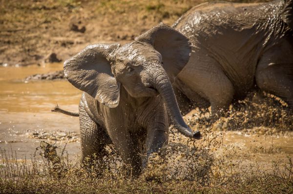 calf,baby,elephant,northwest,pilanesburg,mudfight