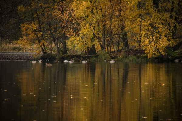 slunečnímu záření,les,jezero,voda,Příroda,odraz