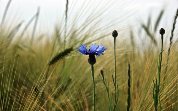 pole,światło słoneczne,Natura,trawa,fotografia,Zielony