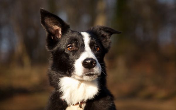 anjing,Border Collie,anak anjing,binatang menyusui,tutul,telinga