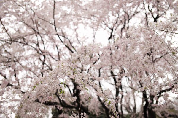 Japon, branche, fleur de cerisier, fleur, printemps, Leica