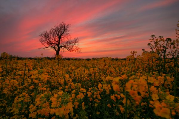 lumière du soleil, paysage, le coucher du soleil, colline, la nature, rouge