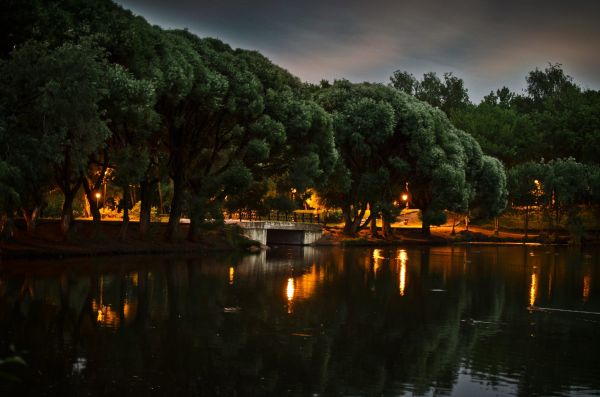 natuur,bomen,reflectie,lichten