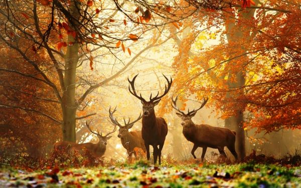 trees, leaves, deer, animals, nature, grass