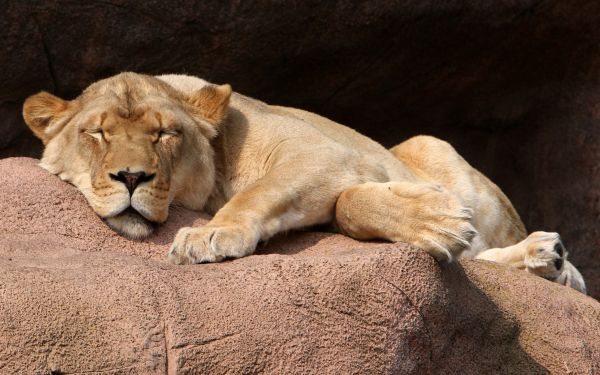 dieren,slapen,leeuw,dieren in het wild,grote katten,Dierentuin