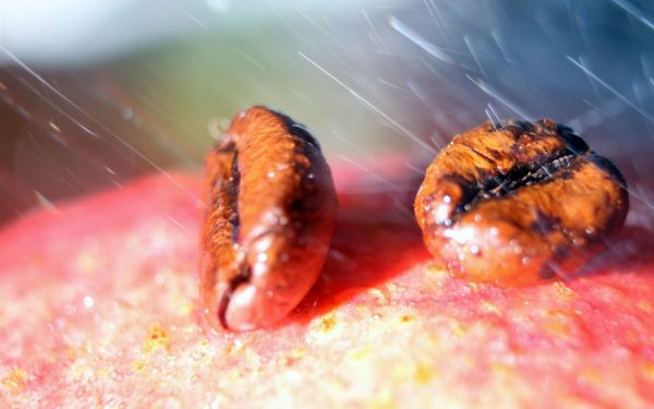 apă, stropirii, fotografie, insectă, cafea, cereale