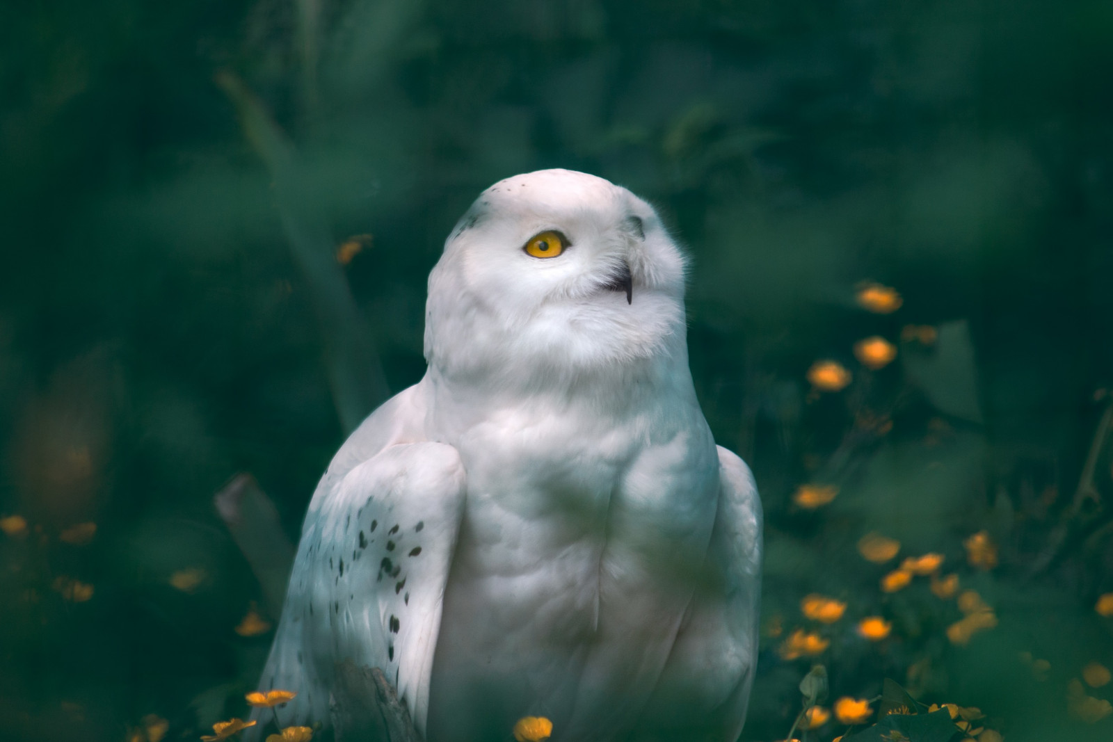 kasvot, pää, lintu, luminen pöllö, silmä, pöllö, luonto, kasvi, nokka, ihmiskehon, sulka, lihansyöjä, petolintu, siipi, ruoho, onnellinen, People in nature, puu, Falconiformes, terrestrial animal, metsä, villieläimet, viidakko, makrokuvaus