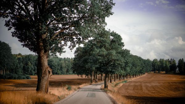 път,дървета,растения,Roadtrip,пешеходна пътека,Швеция