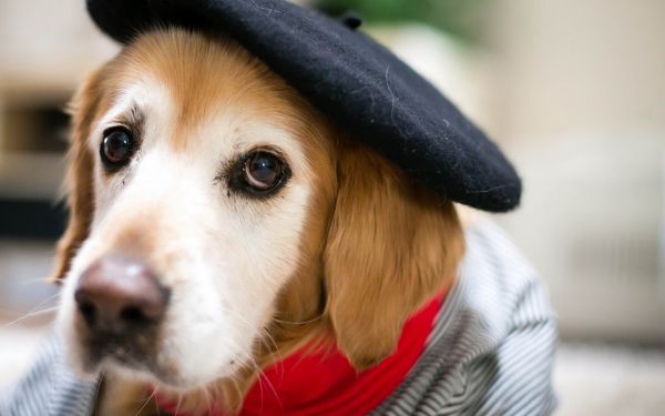 berets,1920x1200 px,animals,dog