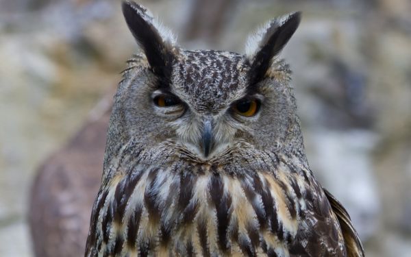 les yeux,faune,oiseau de proie,hibou,le bec,oiseau