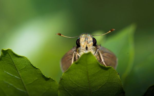 природа,животни,растения,фотография,макро,насекомо