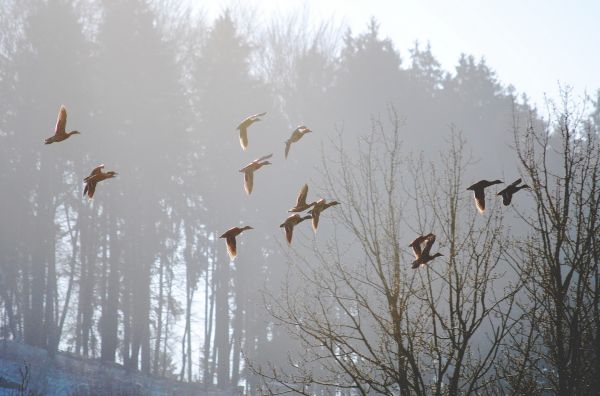 uccelli,animali,acqua,natura,cielo,alberi