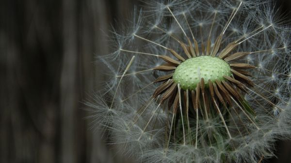 natur, växter, vit, blommor, trädgård, fotografi