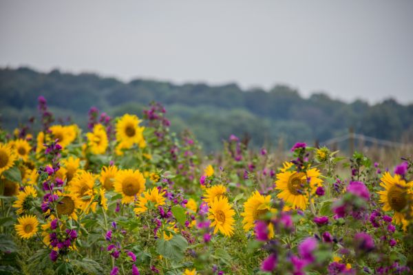 natură,iarbă,camp,galben,Danemarca,floare