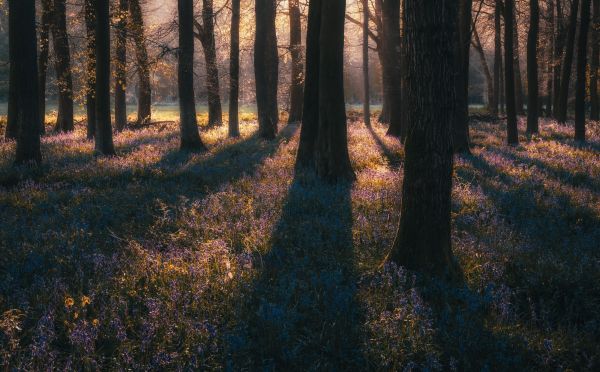 natuur,Bos,bomen,bloemen,UK,Oxford