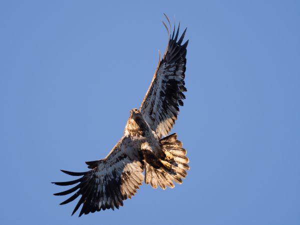 himmel,dyreliv,rovfugl,Ørn,bald eagle,utstyr