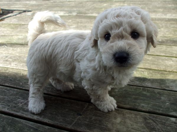 cachorro, cachorro, encaracolado, mamífero, vertebrado, terrier branco de montanhas ocidentais