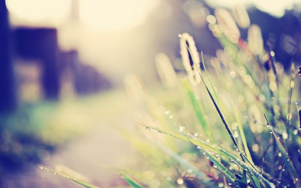 profondità di campo, natura, luce del sole, acqua, riflessione, erba