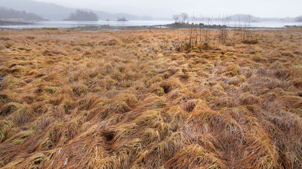 небо,Экорегион,Natural landscape,Трава,plant community,Растительность