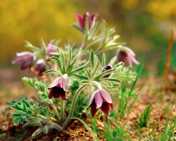 dream herb,çiçek,yapraklar,Bulanıklaşma