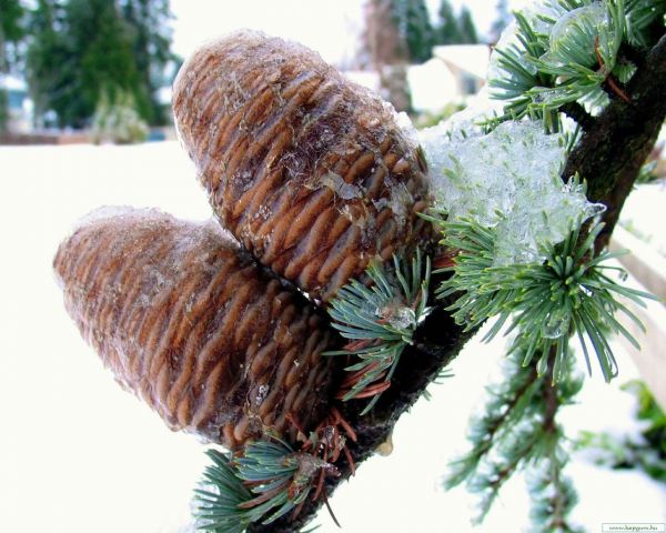 ramo,Agulhas,Cones,neve,inverno,Conífera