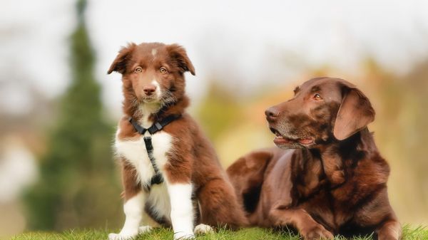 1920x1080 px,hewan,Border Collie,anjing