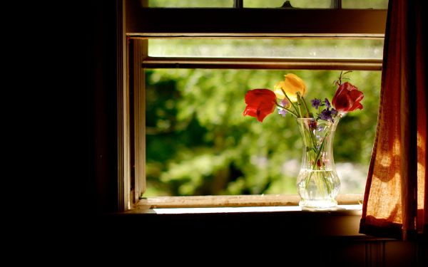 1920x1200 px,flowers,life,colors,curtain,glass