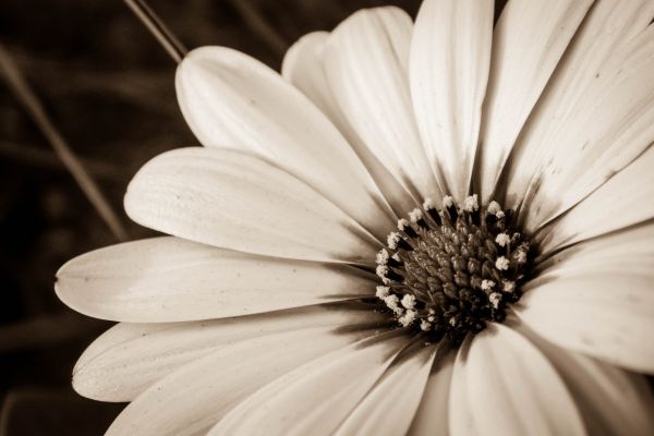 monochrome,flowers,nature,photography,white,black