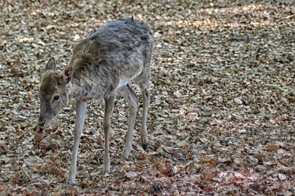 dzikiej przyrody,listowie,ptak,fauna,łania,kręgowiec