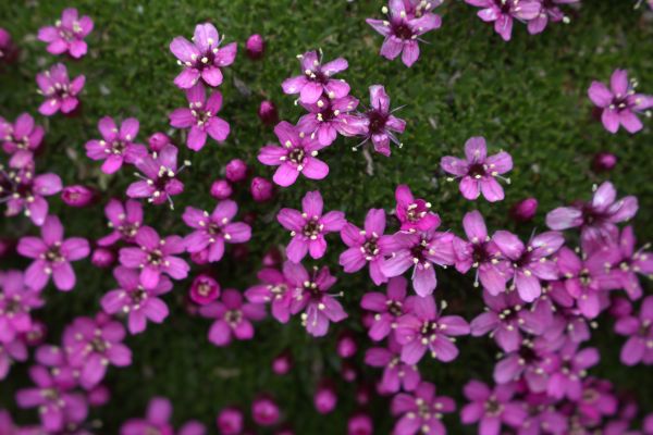 bloemen,macro