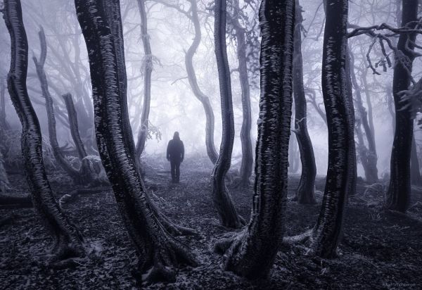 muži,slnečnému žiareniu,stromy,krajina,les,Monochrome